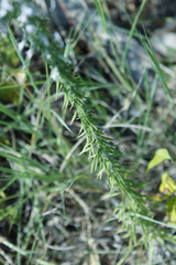 Liatris hesperelegans