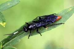 Protichneumon grandis