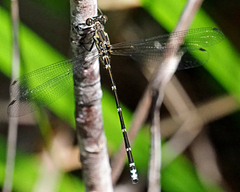 Caledopteryx maculata