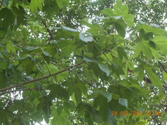 Cochlospermum vitifolium