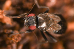 Sphaeroceridae
