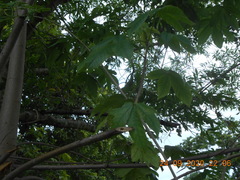 Cochlospermum vitifolium
