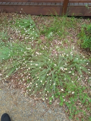 Rhodanthe anthemoides