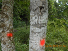 Cochlospermum vitifolium