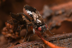 Sphaeroceridae