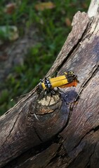 Chauliognathus imperialis
