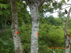 Cochlospermum vitifolium
