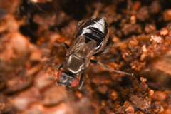 Sphaeroceridae