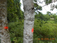 Cochlospermum vitifolium