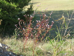 Persicaria bicornis