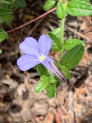 Lobelia neglecta