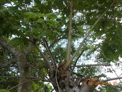 Cochlospermum vitifolium