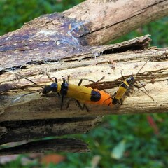 Chauliognathus imperialis