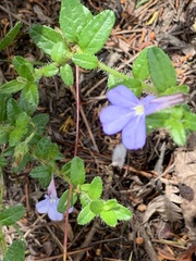 Lobelia neglecta