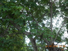 Cochlospermum vitifolium