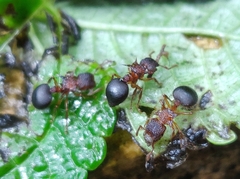 Meranoplus mucronatus