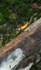Chauliognathus imperialis
