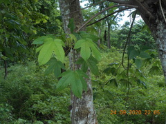 Cochlospermum vitifolium