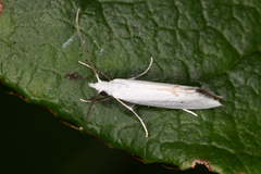 Eucalantica polita