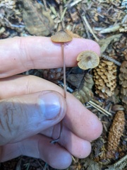 Mycena aurantiomarginata
