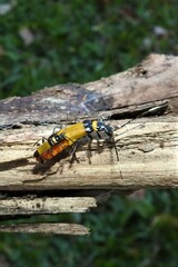 Chauliognathus imperialis