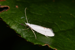 Eucalantica polita