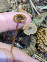 Mycena aurantiomarginata