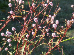 Persicaria bicornis