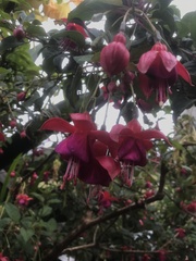 Fuchsia magellanica