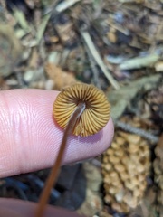 Mycena aurantiomarginata
