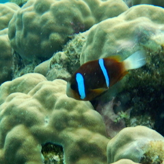Amphiprion akindynos
