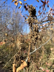 Eriophyes rhoinus