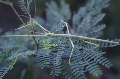 Pseudosermyle tridens