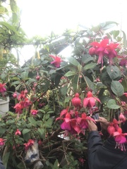 Fuchsia magellanica