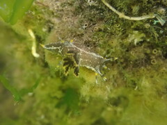 Polycera hedgpethi