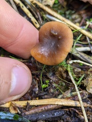 Lactarius occidentalis