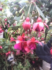 Fuchsia magellanica