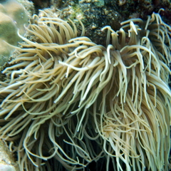 Heteractis crispa