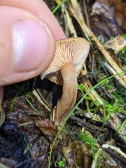 Lactarius occidentalis