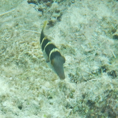 Canthigaster valentini