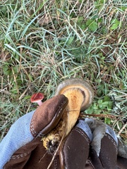 Chroogomphus vinicolor