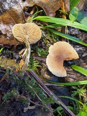 Naucoria escharioides