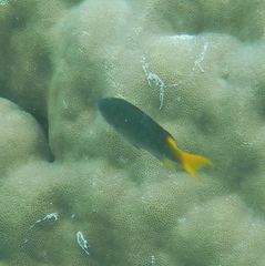 Neopomacentrus nemurus