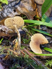 Naucoria escharioides