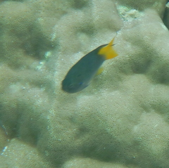 Neopomacentrus nemurus