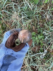 Chroogomphus vinicolor