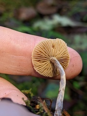 Naucoria escharioides