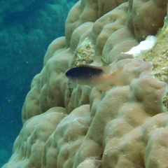 Chrysiptera caesifrons