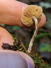 Naucoria escharioides