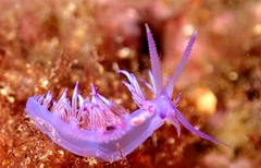 Flabellina affinis